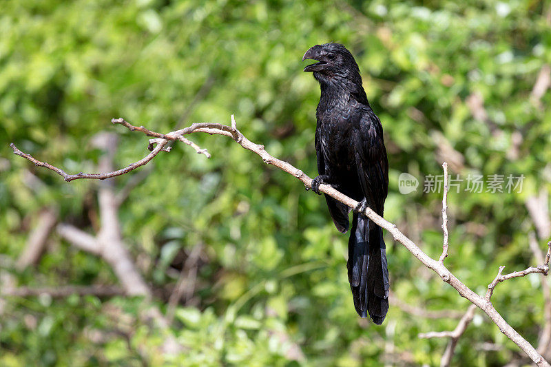 嘴巴光滑的阿尼(Crotophaga Ani)坐在树上的早午餐